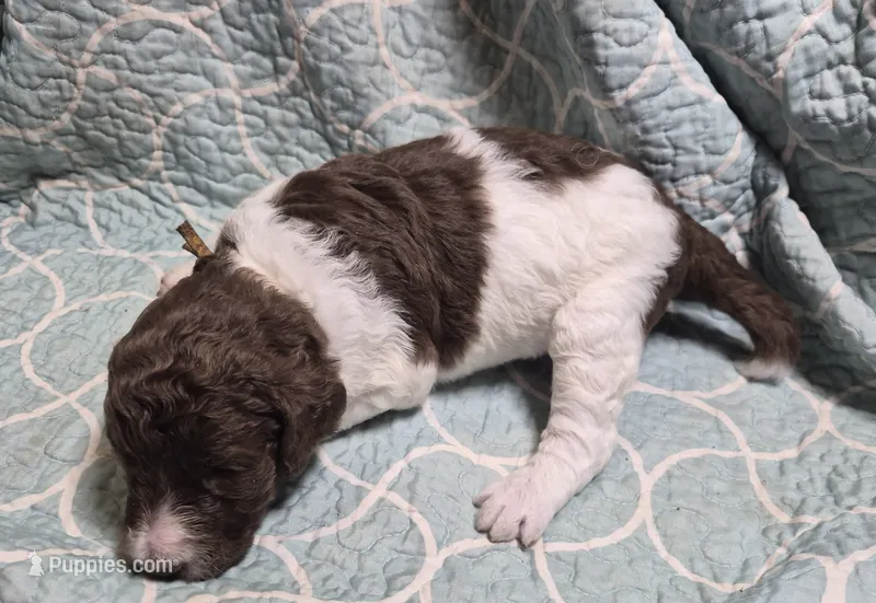 Jonquil (Jo Jo) – Labradoodle puppy for sale in Frostproof, FL