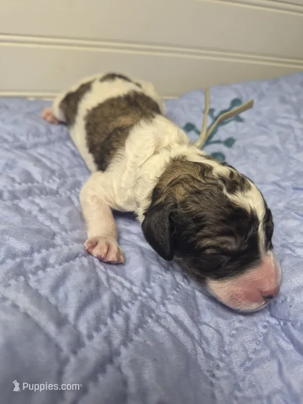 Kangaroo Apple – Labradoodle puppy for sale in Frostproof, FL