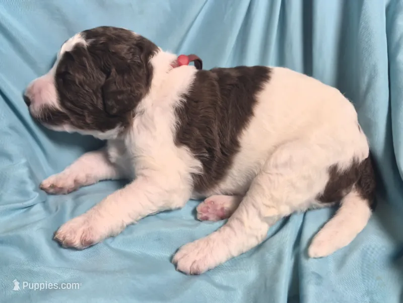 Jujube – Labradoodle puppy for sale in Frostproof, FL