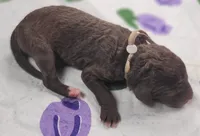 Gardenia, a female Labradoodle for sale in Frostproof, FL – Photo 3 of 3