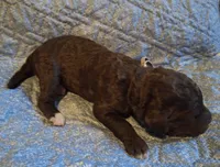 Gardenia, a female Labradoodle for sale in Frostproof, FL – Photo 2 of 3