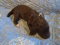 Gardenia, a female Labradoodle for sale in Frostproof, FL – Photo 1 of 3