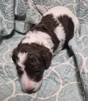 Jewelweed *Reduced*, a female Labradoodle for sale in Frostproof, FL – 2 of 6