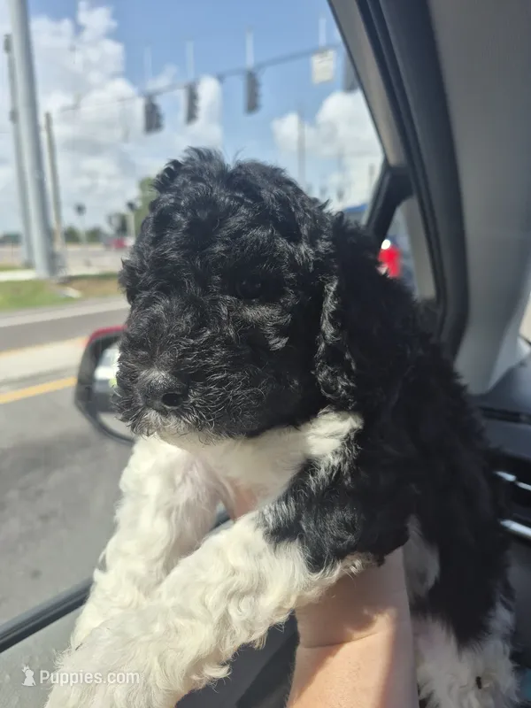 Kalamata – Labradoodle puppy for sale in Frostproof, FL