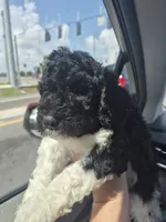 Kalamata *REDUCED*, a female Labradoodle for sale in Frostproof, FL – 1 of 9