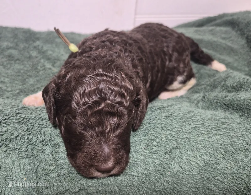 Kiwi – Labradoodle puppy for sale in Frostproof, FL
