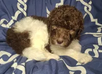 Juniper *REDUCED*, a female Labradoodle for sale in Frostproof, FL – 2 of 7