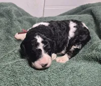 Kimchi, a female Labradoodle for sale in Frostproof, FL – 4 of 10