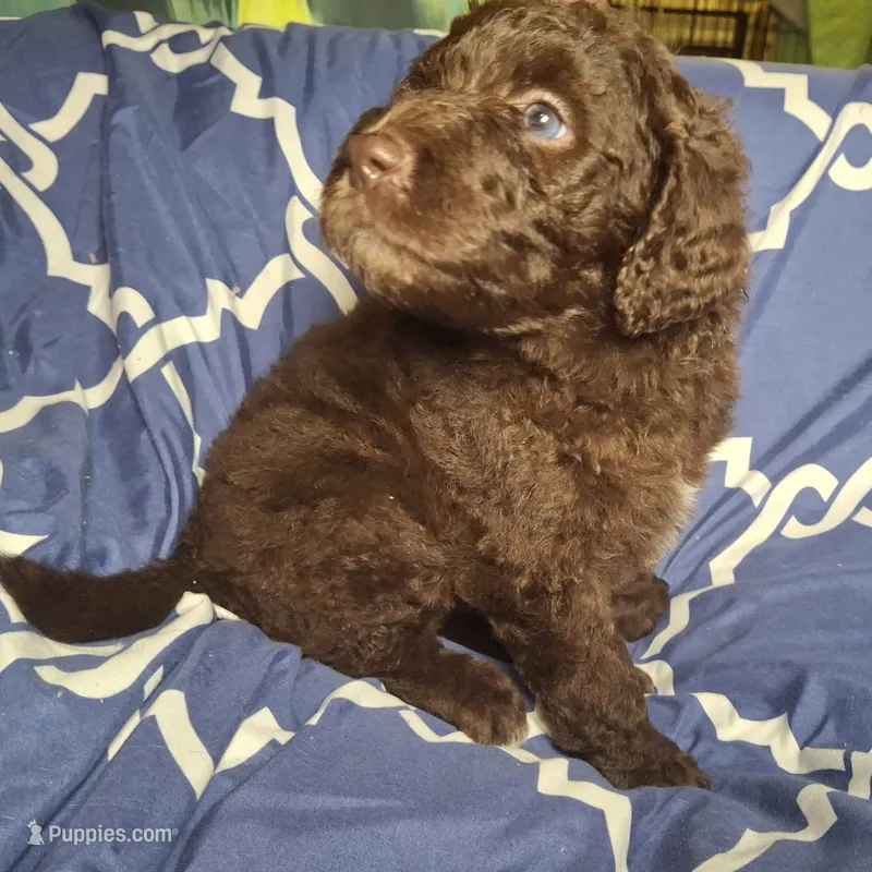 Jade – Labradoodle puppy for sale in Frostproof, FL