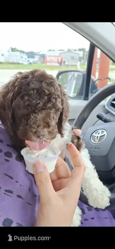 Kiwi – Labradoodle puppy for sale in Frostproof, FL