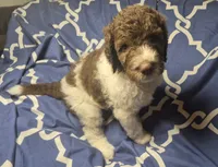 Jonquil (Jo Jo) *REDUCED*, a female Labradoodle for sale in Frostproof, FL – 2 of 9