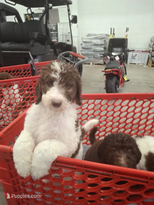 Jewelweed *Potty Trained* – Labradoodle puppy for sale in Frostproof, FL