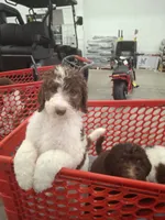 Jewelweed *Potty Trained*, a female Labradoodle for sale in Frostproof, FL – 1 of 7