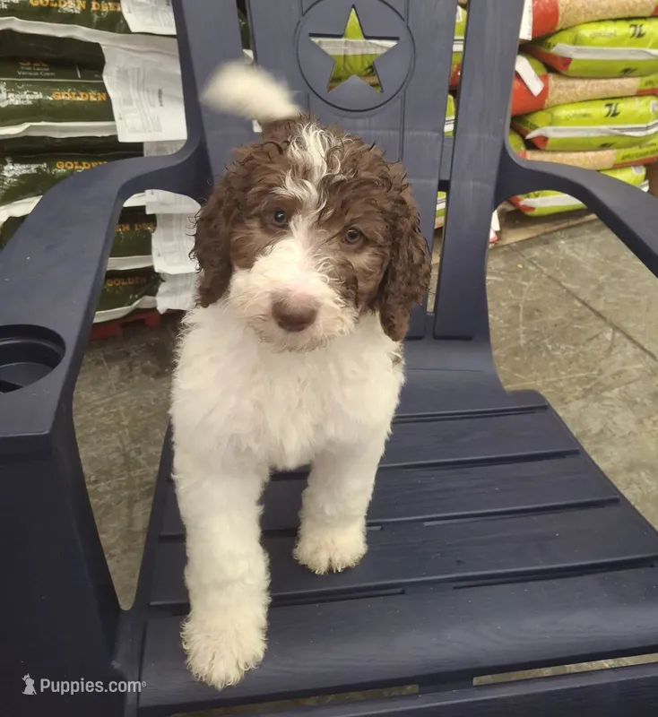 Jewelweed *Potty Trained* – Labradoodle puppy for sale in Frostproof, FL