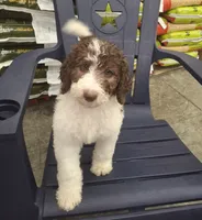 Jewelweed *Potty Trained*, a female Labradoodle for sale in Frostproof, FL – 3 of 8