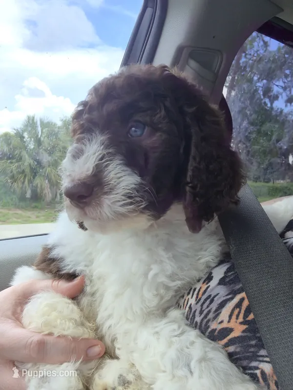 Kohlrabi *REDUCED* – Labradoodle puppy for sale in Frostproof, FL