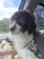 Kohlrabi *Almost potty trained*, a male Labradoodle for sale in Frostproof, FL – 1 of 10