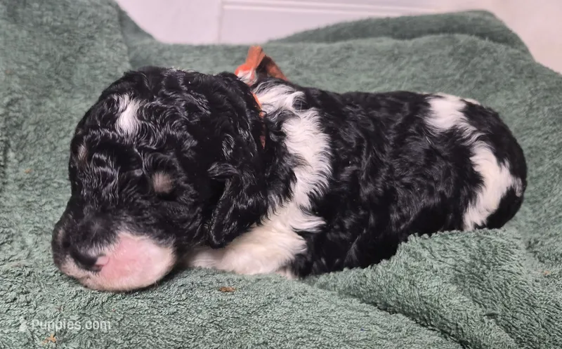 Kaffir Lily – Labradoodle puppy for sale in Frostproof, FL