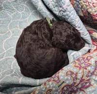 Jade, a female Labradoodle for sale in Frostproof, FL – 2 of 6