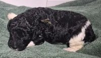 Kalamata *REDUCED*, a female Labradoodle for sale in Frostproof, FL – 5 of 9