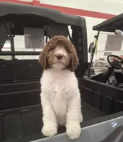 Jonquil (Jo Jo) *Well rounded*, a female Labradoodle for sale in Frostproof, FL – 2 of 10