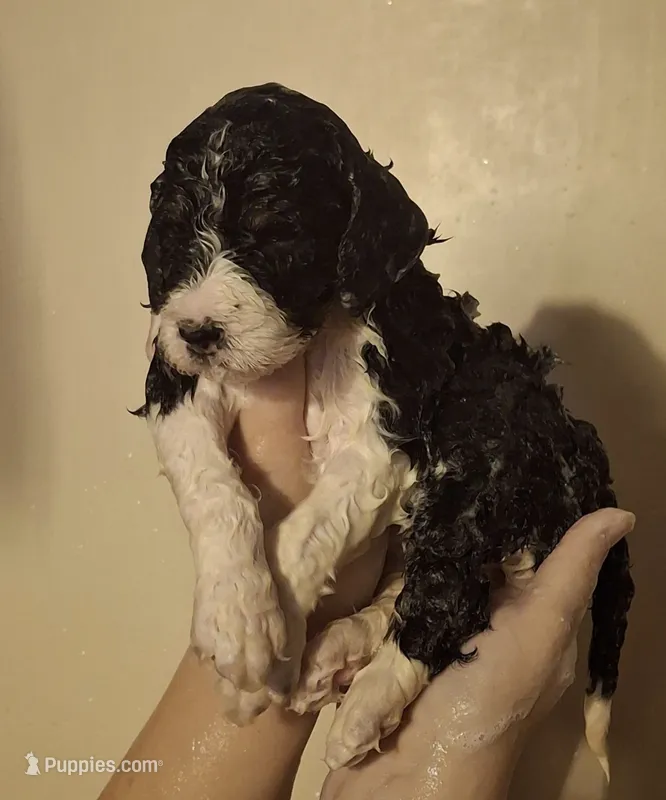 Kimchi – Labradoodle puppy for sale in Frostproof, FL