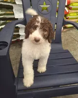 Jewelweed *Potty Trained*, a female Labradoodle for sale in Frostproof, FL – 2 of 7