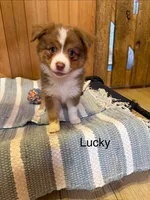 Lucky, a male Miniature American Shepherd for sale in Gulf Breeze, FL – 1 of 3