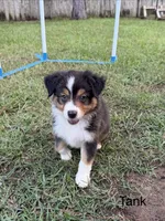 Tank, a male Miniature American Shepherd for sale in Gulf Breeze, FL – 1 of 1