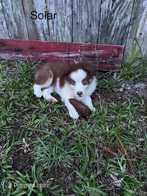 Solar, a female Miniature American Shepherd for sale in Gulf Breeze, FL – 1 of 1