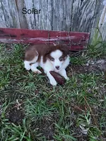 Solar, a female Miniature American Shepherd for sale in Gulf Breeze, FL – 1 of 1