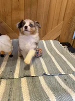 Betsy, a female Miniature American Shepherd for sale in Gulf Breeze, FL – 2 of 3