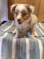 Wave, a male Miniature American Shepherd for sale in Gulf Breeze, FL – 3 of 3