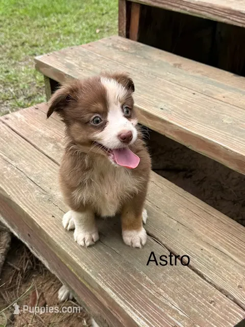 Astro, a male Miniature American Shepherd for sale in Gulf Breeze, FL – 1 of 1