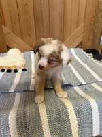 Flash, a male Miniature American Shepherd for sale in Gulf Breeze, FL – 3 of 3