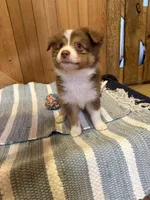 Lucky, a male Miniature American Shepherd for sale in Gulf Breeze, FL – 3 of 3