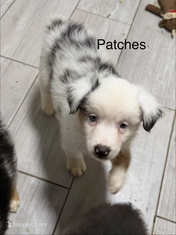 Patches – Miniature American Shepherd puppy for sale in Gulf Breeze, FL