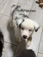 Patches, a male Miniature American Shepherd for sale in Gulf Breeze, FL – 1 of 1