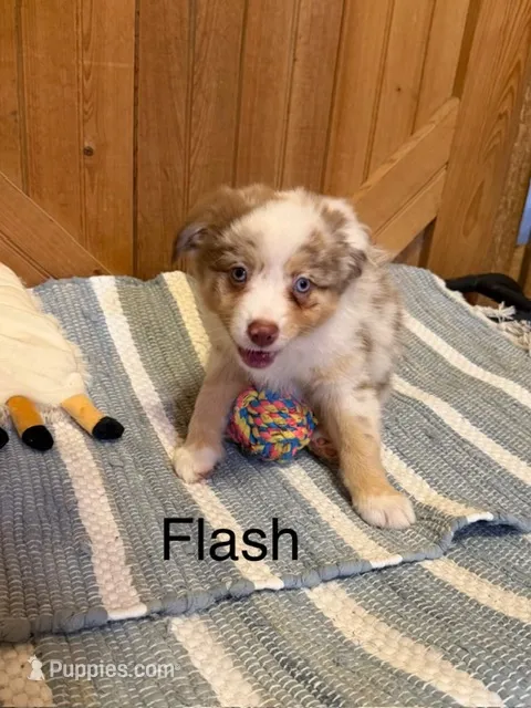 Flash – Miniature American Shepherd puppy for sale in Gulf Breeze, FL