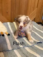 Flash, a male Miniature American Shepherd for sale in Gulf Breeze, FL – 1 of 3
