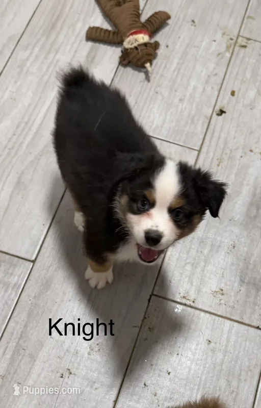 Knight – Miniature American Shepherd puppy for sale in Gulf Breeze, FL