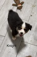 Knight, a male Miniature American Shepherd for sale in Gulf Breeze, FL – 1 of 1