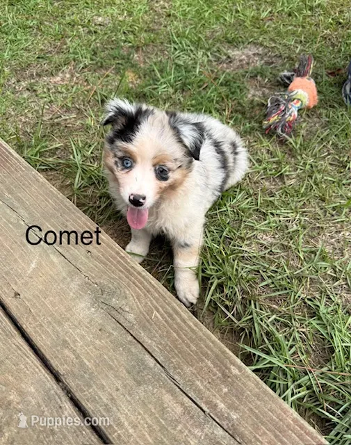 Comet, a male Miniature American Shepherd for sale in Gulf Breeze, FL – 1 of 1