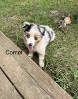 Comet, a male Miniature American Shepherd for sale in Gulf Breeze, FL – 1 of 1