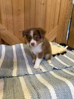 Lucky, a male Miniature American Shepherd for sale in Gulf Breeze, FL – 2 of 3
