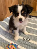 Major, a male Miniature American Shepherd for sale in Gulf Breeze, FL – 3 of 3