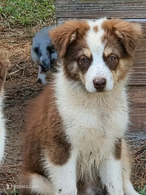 Halo – Miniature American Shepherd puppy for sale in Gulf Breeze, FL