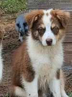 Halo, a male Miniature American Shepherd for sale in Gulf Breeze, FL – 1 of 1