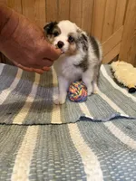 Betsy, a female Miniature American Shepherd for sale in Gulf Breeze, FL – 3 of 3