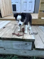 Lunar, a female Miniature American Shepherd for sale in Gulf Breeze, FL – 1 of 1